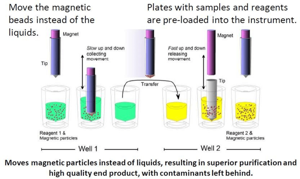 How Does Magnetic Bead DNA Extraction Work? » Clinical Laboratory Science