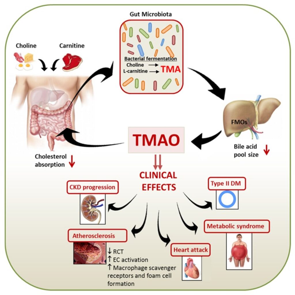 Gut Microbiota and TMAO