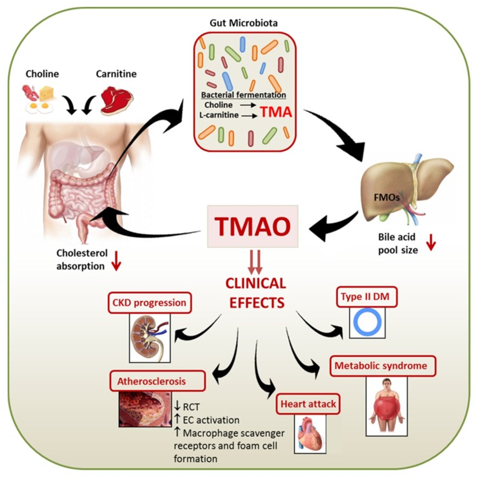 Blood test of lactic acidosis » Clinical Laboratory Science