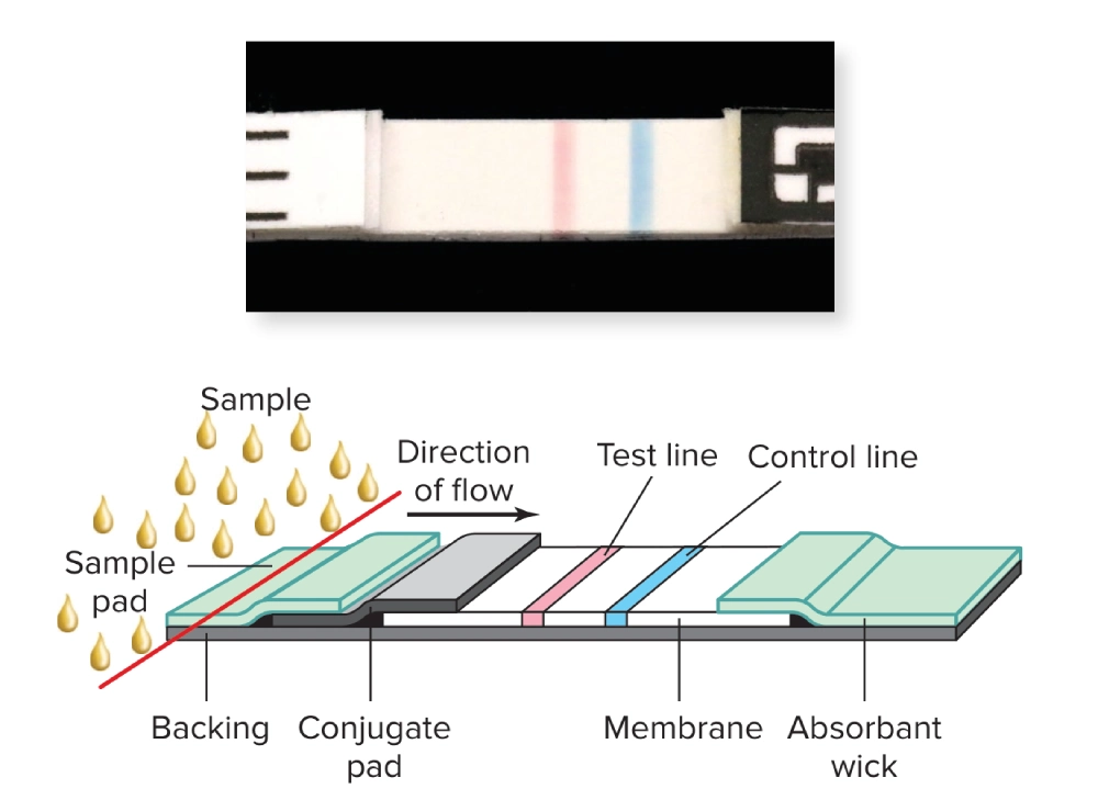 lateral flow assay design