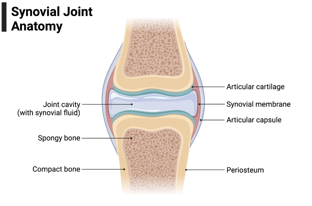 Anatomy of Synovial Fluid