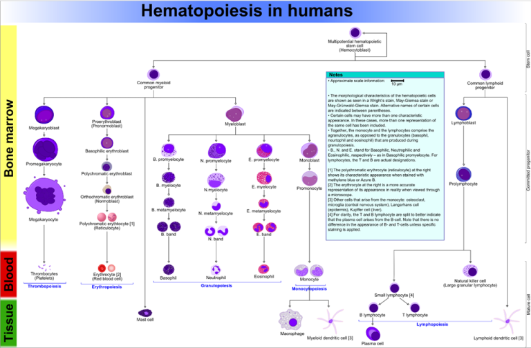 Reticulocyte Count: Procedure, Significance & Interpretation » Clinical ...