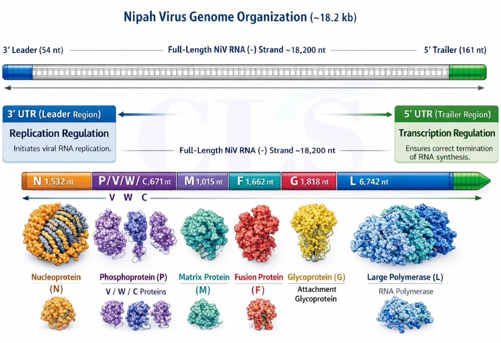 genome of nipah virus