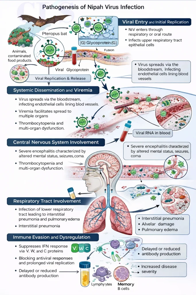pathogenesis of Nipah Virus infection