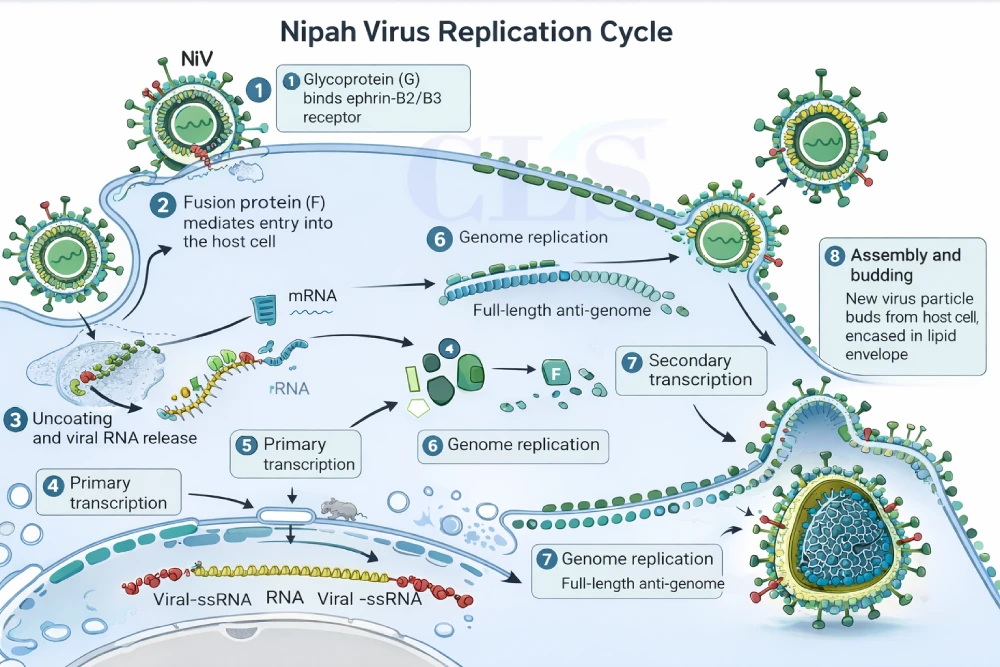 replication cycle of nipah virus